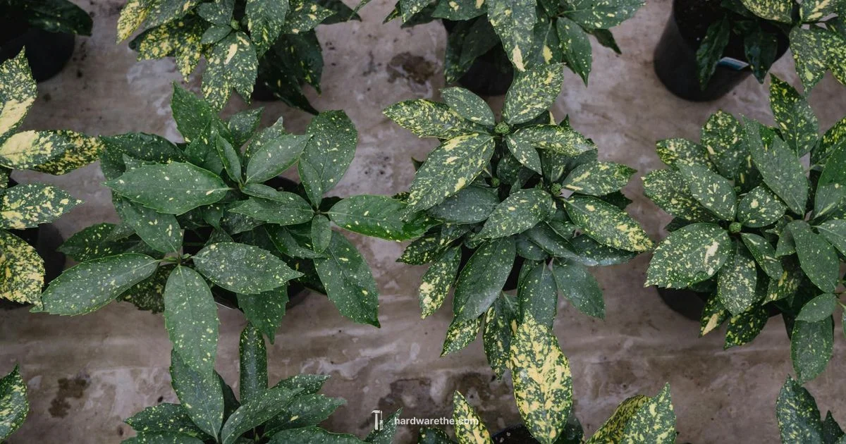 Ace Hardware Plants - The Hardware