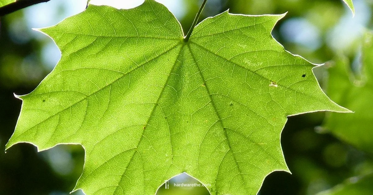 Maple Leaf Ace Hardware - The Hardware