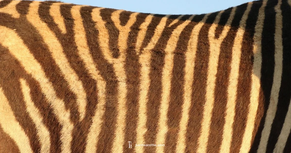 Zebra Hardware Guide Zebra Hardware Guide - The Hardware