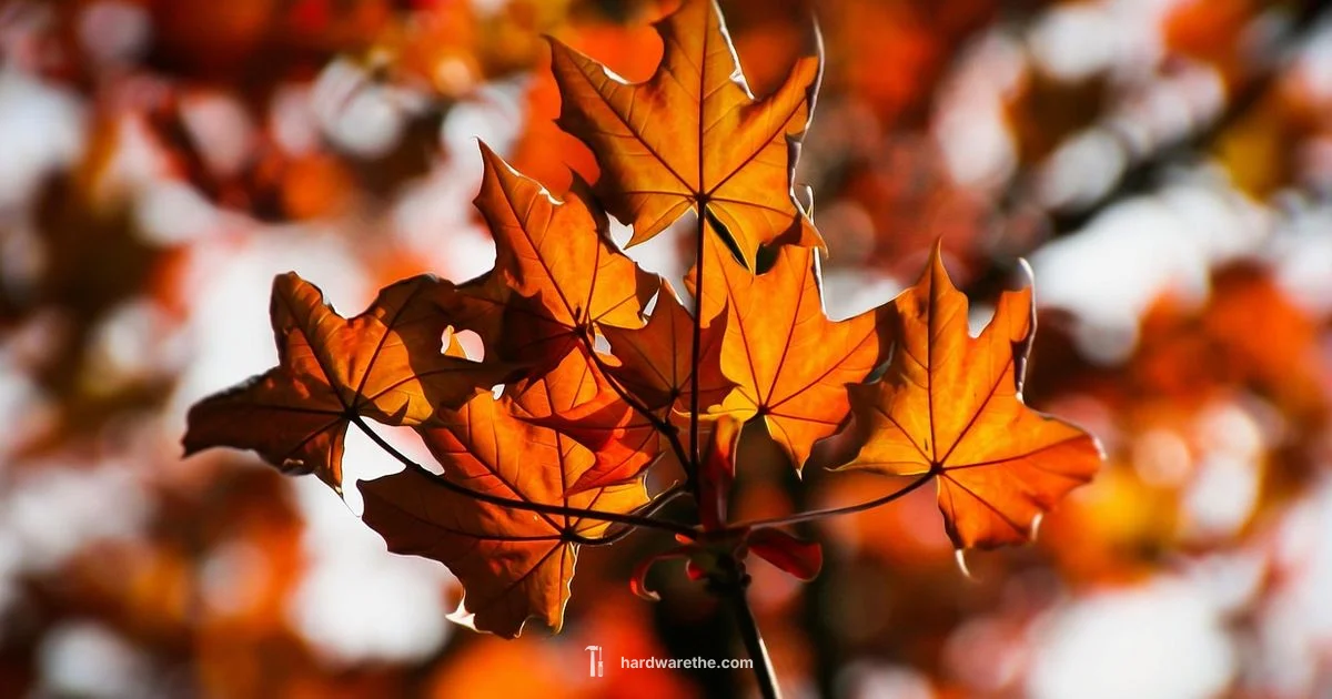 Maple Cabinet Hardware - The Hardware