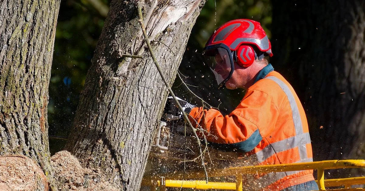 Ace Hardware Stihl Guide - The Hardware