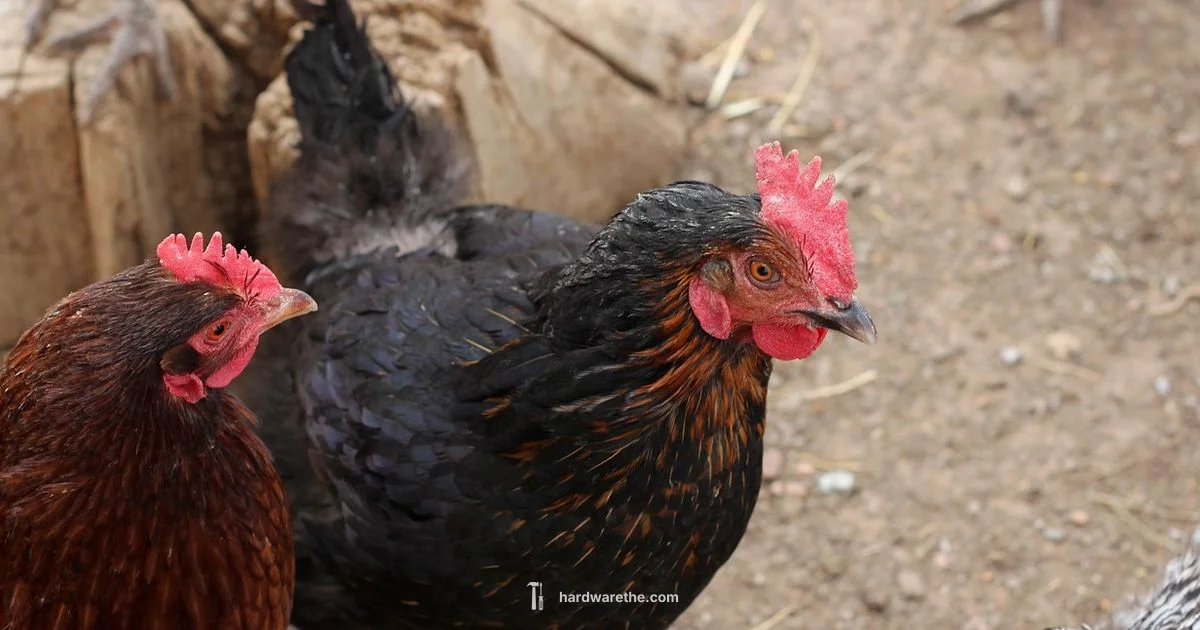 Coop Safety Guide - The Hardware